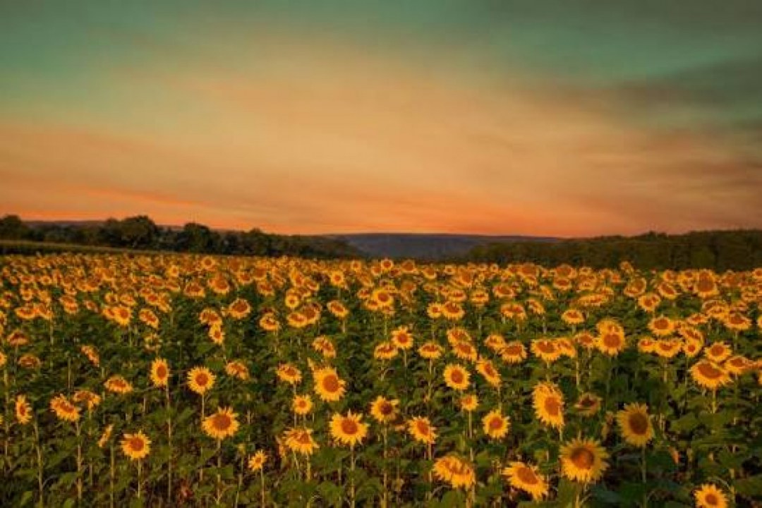 Flowers & Gardens