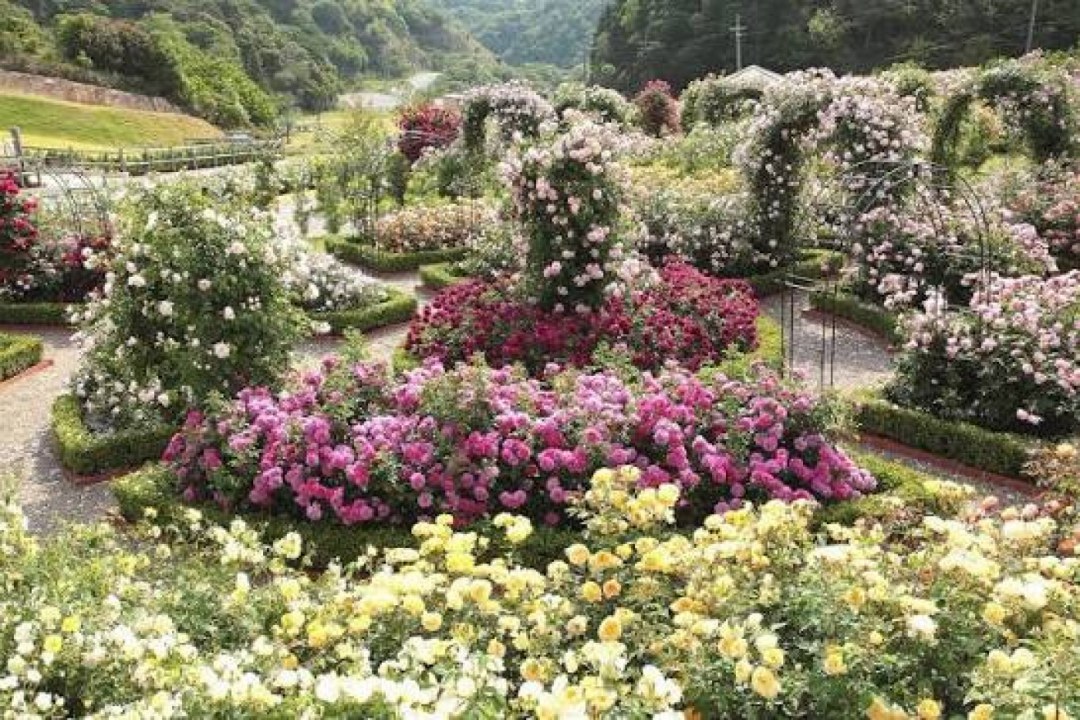 English Rose Garden Bloom