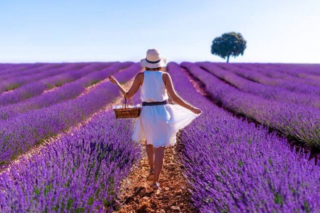 Lavender Fields of Provence