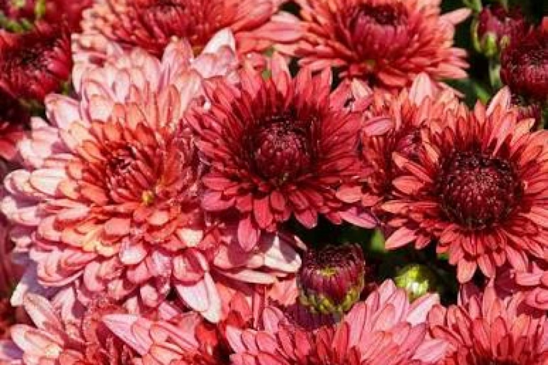 Chrysanthemum Royal Bloom