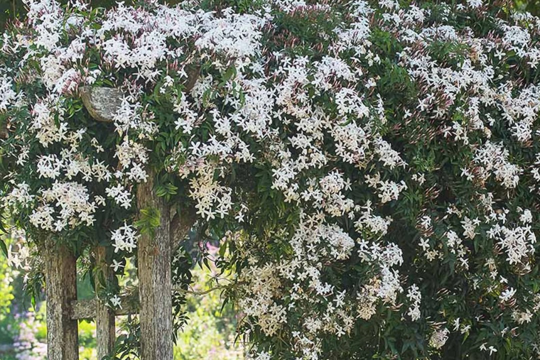 Jasmine Starry Night Garden