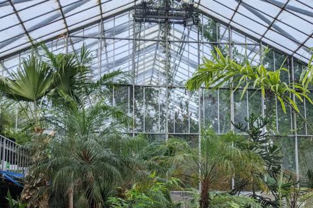 Botanical Glasshouse Ferns