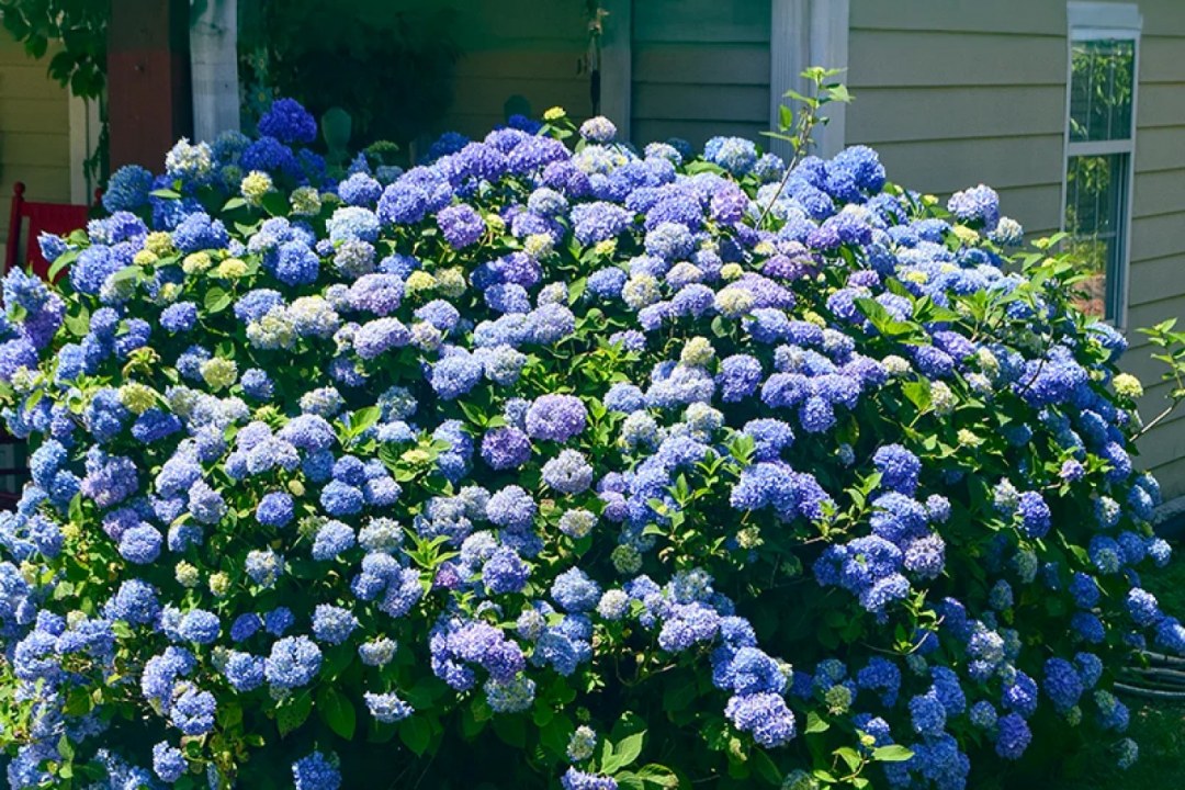 Hydrangea Blue Cloud