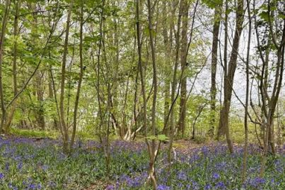Bluebell Fairy Woodland