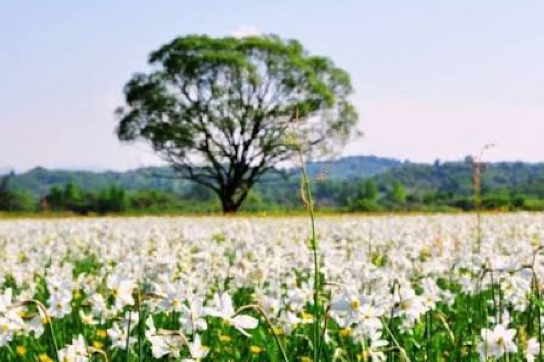 Daffodil Spring Awakening