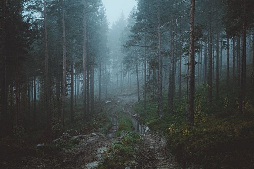 Enchanted Misty Black Forest