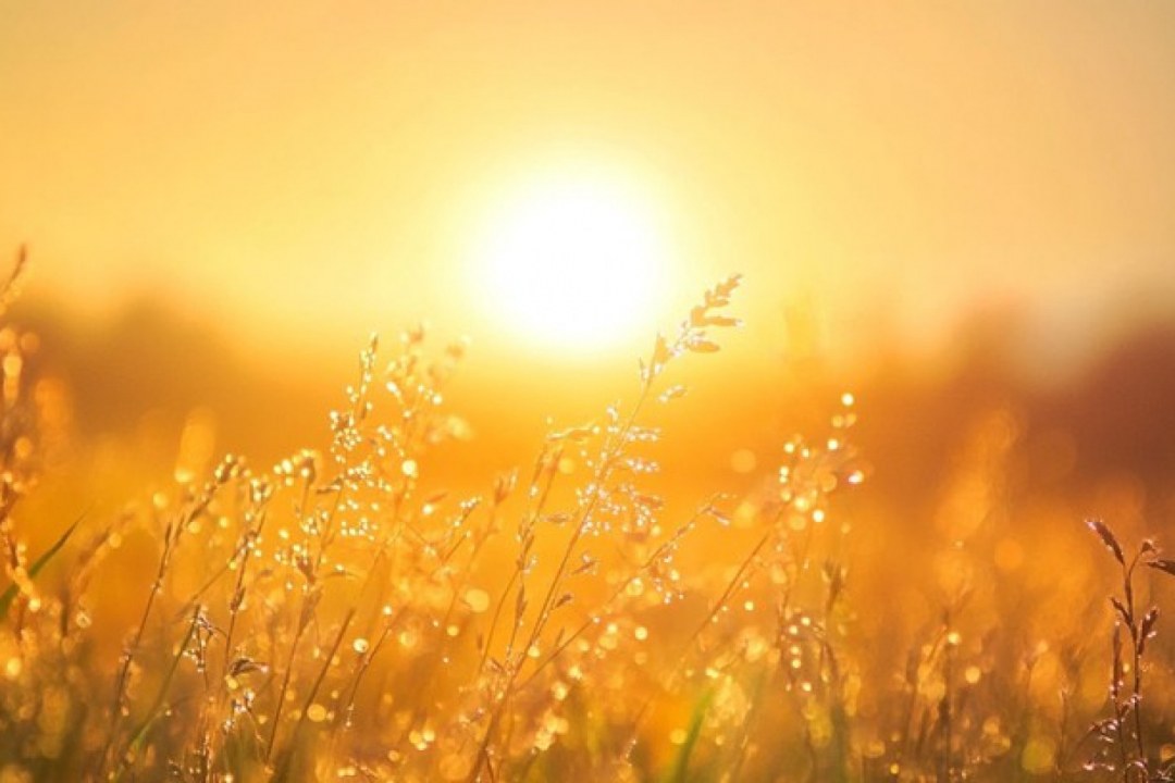 Golden Meadow Horizon