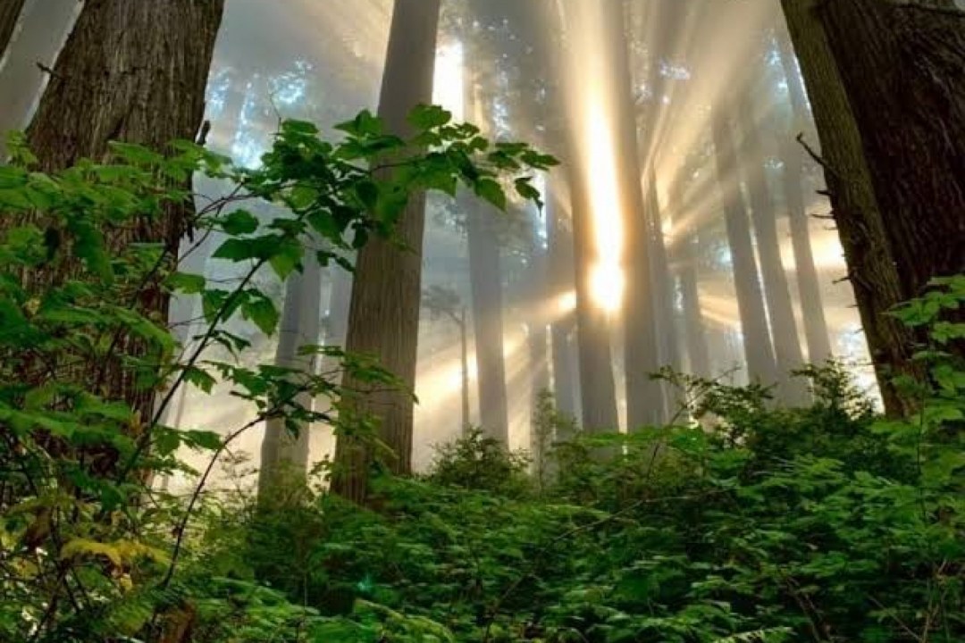 Sunlight Through Redwood Trees