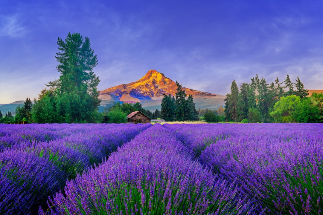 Lavender Field Valley