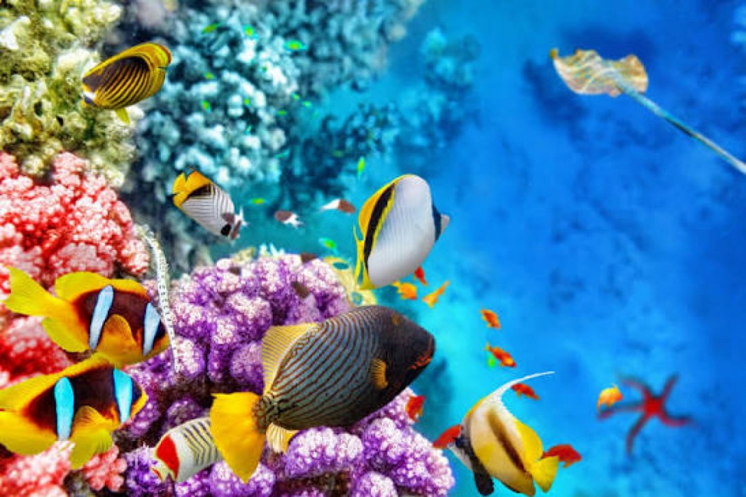 Ocean & Marine Life