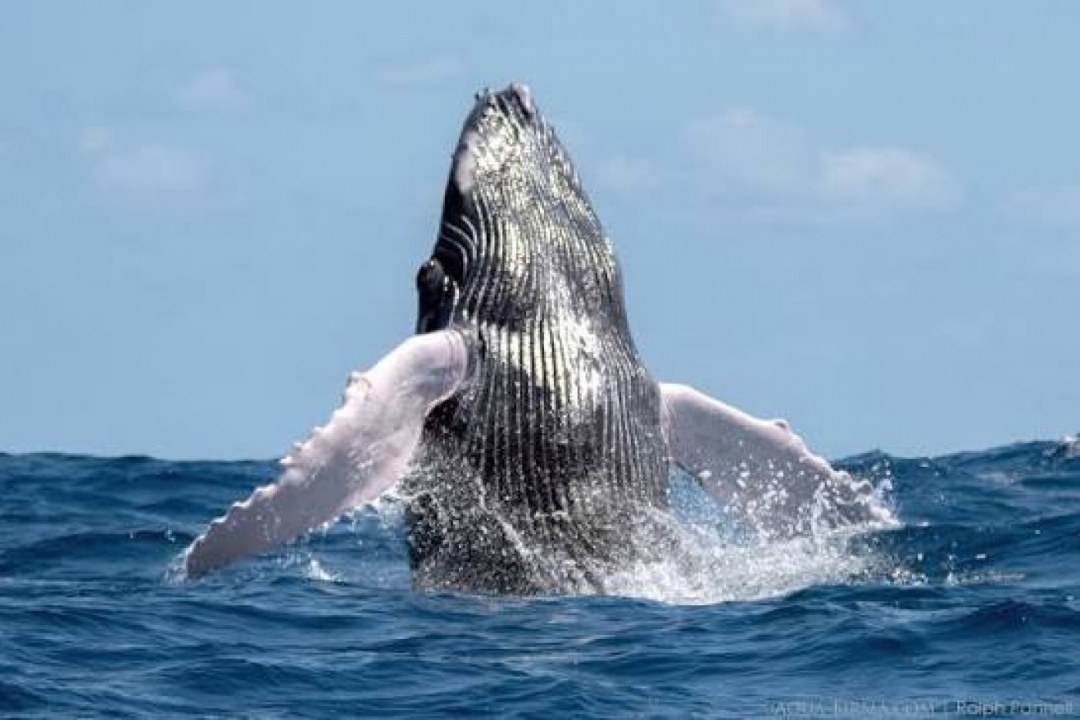 Ocean & Marine Life