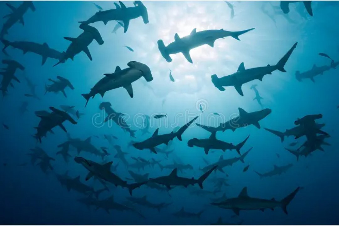 Hammerhead Shark School