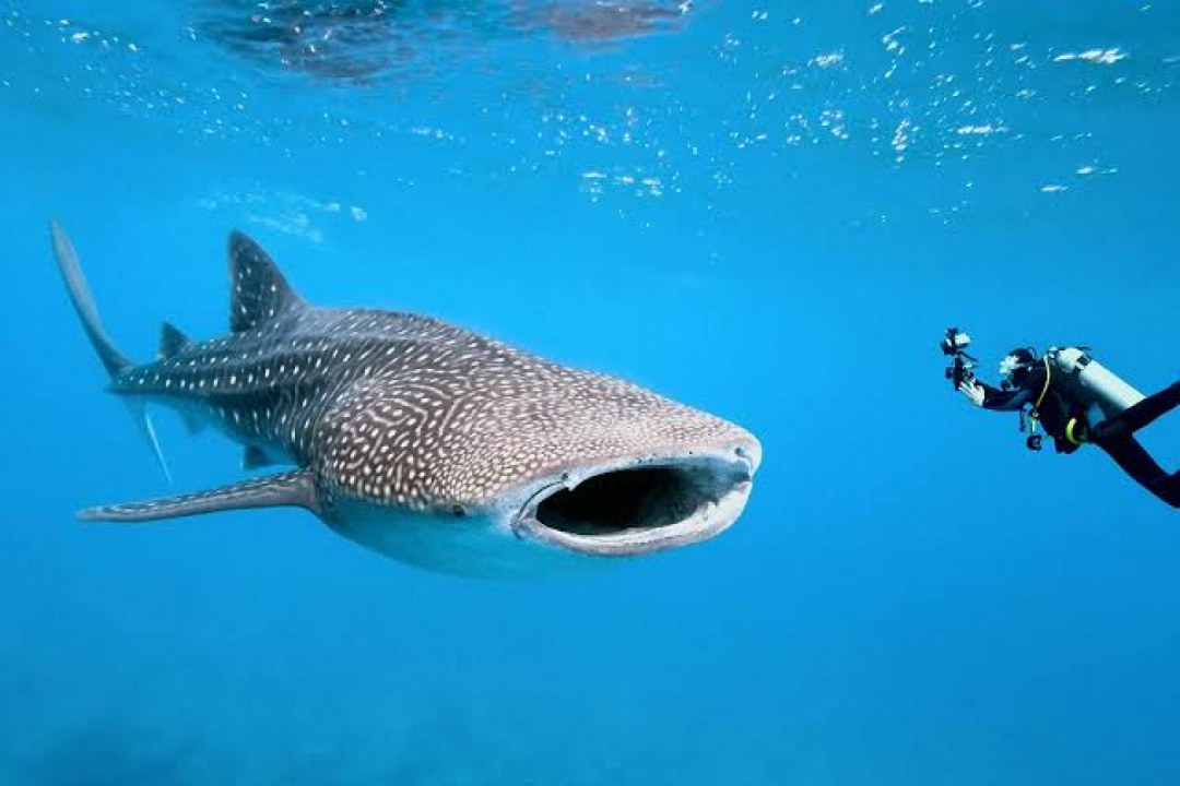 Whale Shark Gentle Giant
