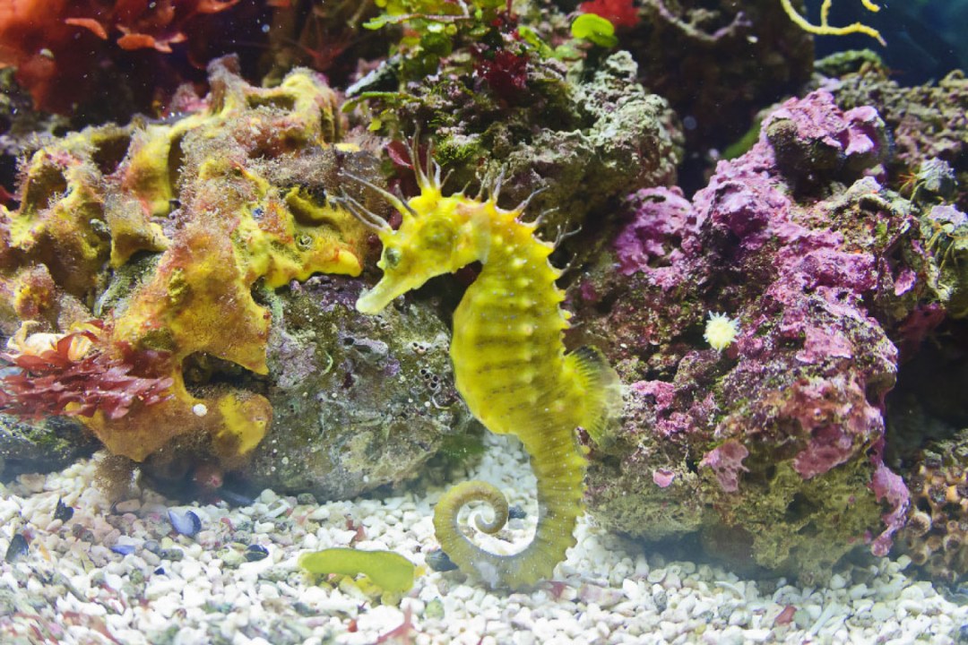 Seahorse Coral Perch