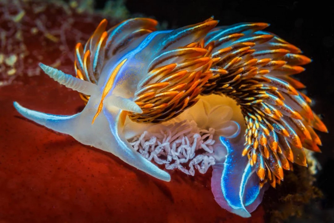 Colorful Nudibranch Slug