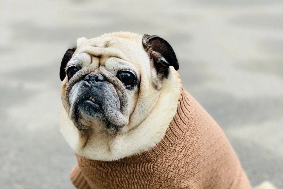 Pug in Knitted Cozy Sweater