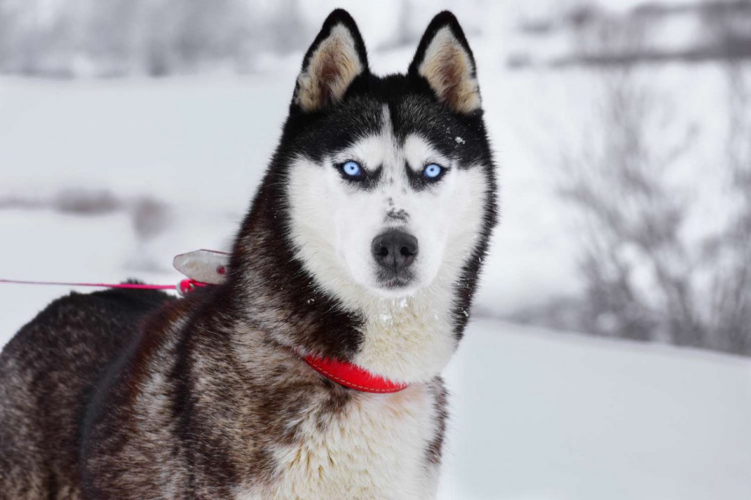 Siberian Husky Blue Eyes