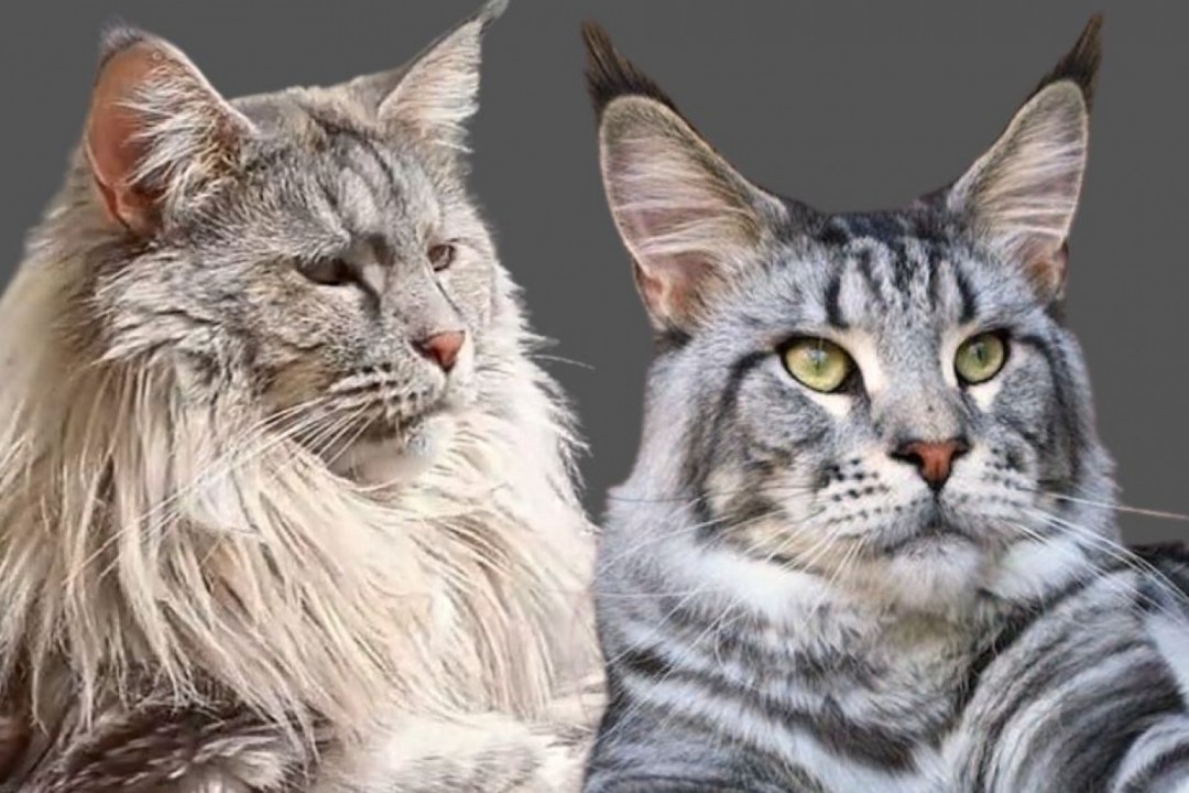 Maine Coon Lion Mane