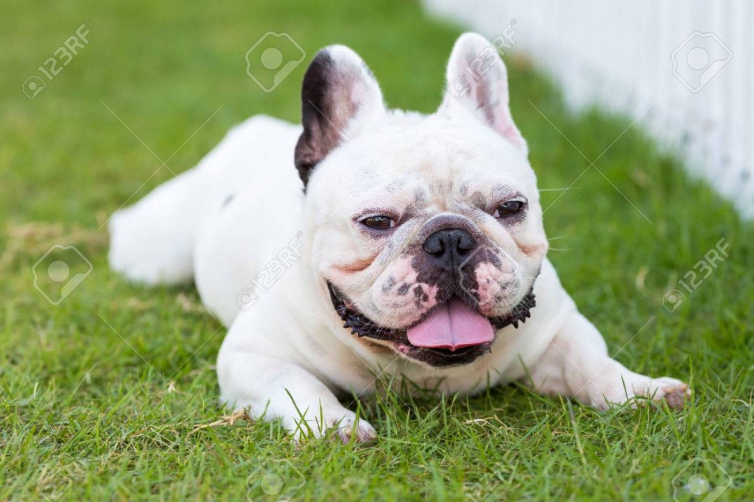 French Bulldog Sunshine Smile