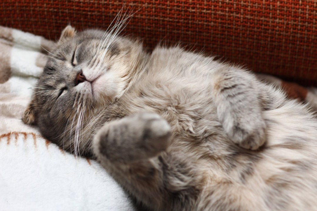 Scottish Fold Cozy Nap