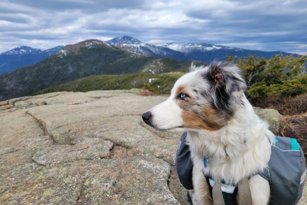 Australian Shepherd Mountain Hike