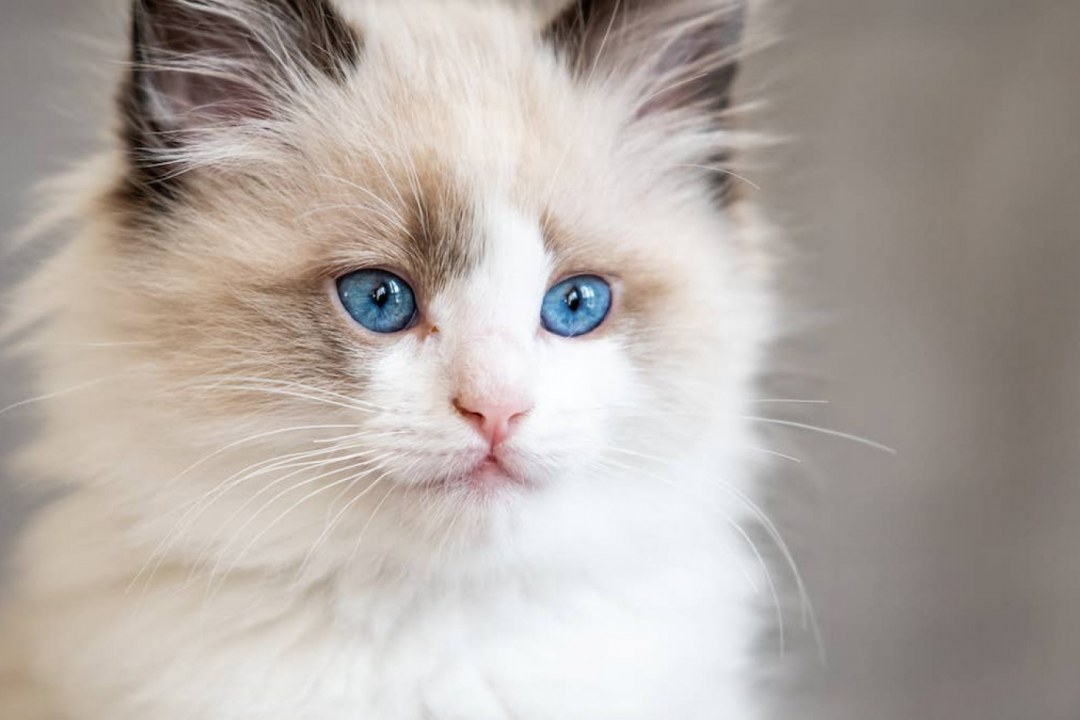 Ragdoll Blue-Eyed Fluff