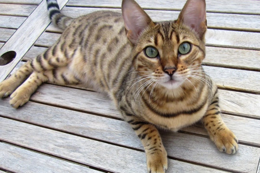 Bengal Leopard Spots Cat