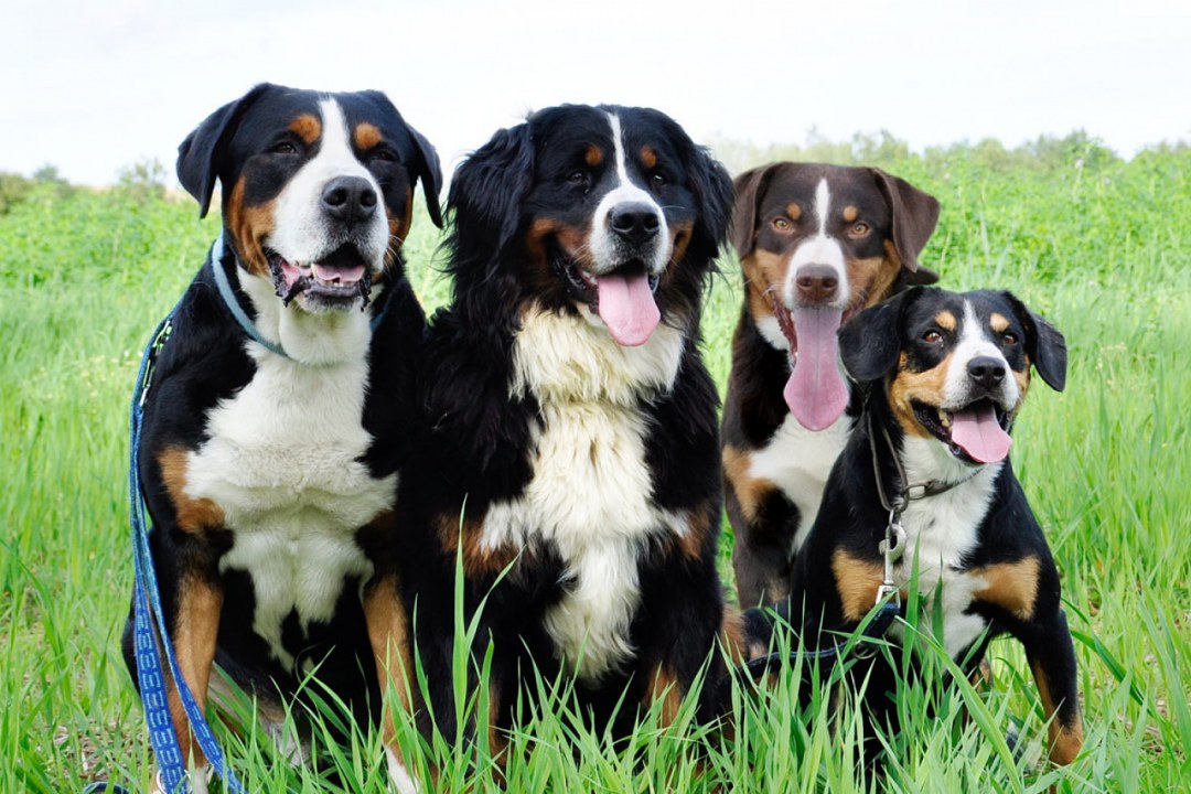 Bernese Mountain Dog Family
