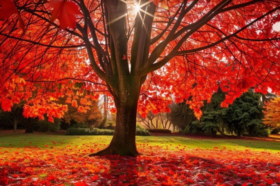 Fiery Maple Leaves Canopy