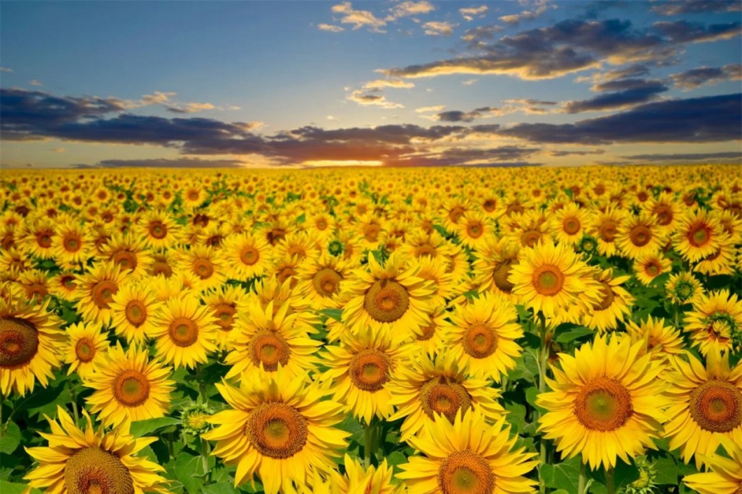 Summer Sunflower Golden Fields