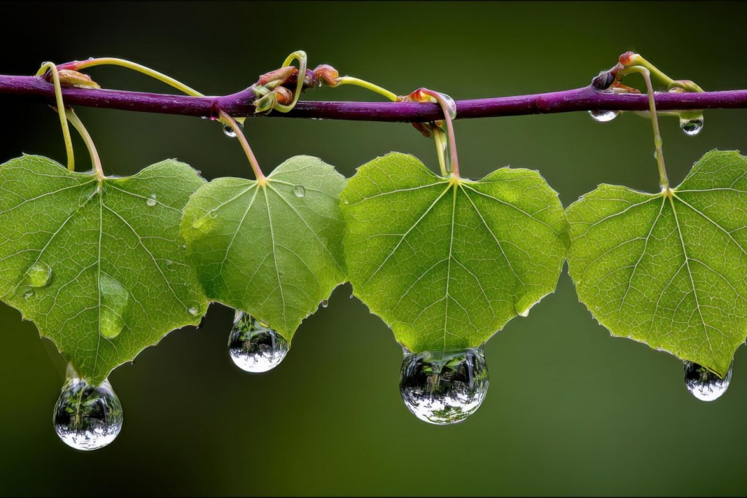 Gentle Rain on Green Leaves
