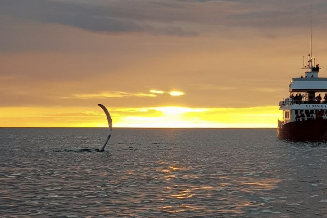 Whale Watcher Schooner Waves