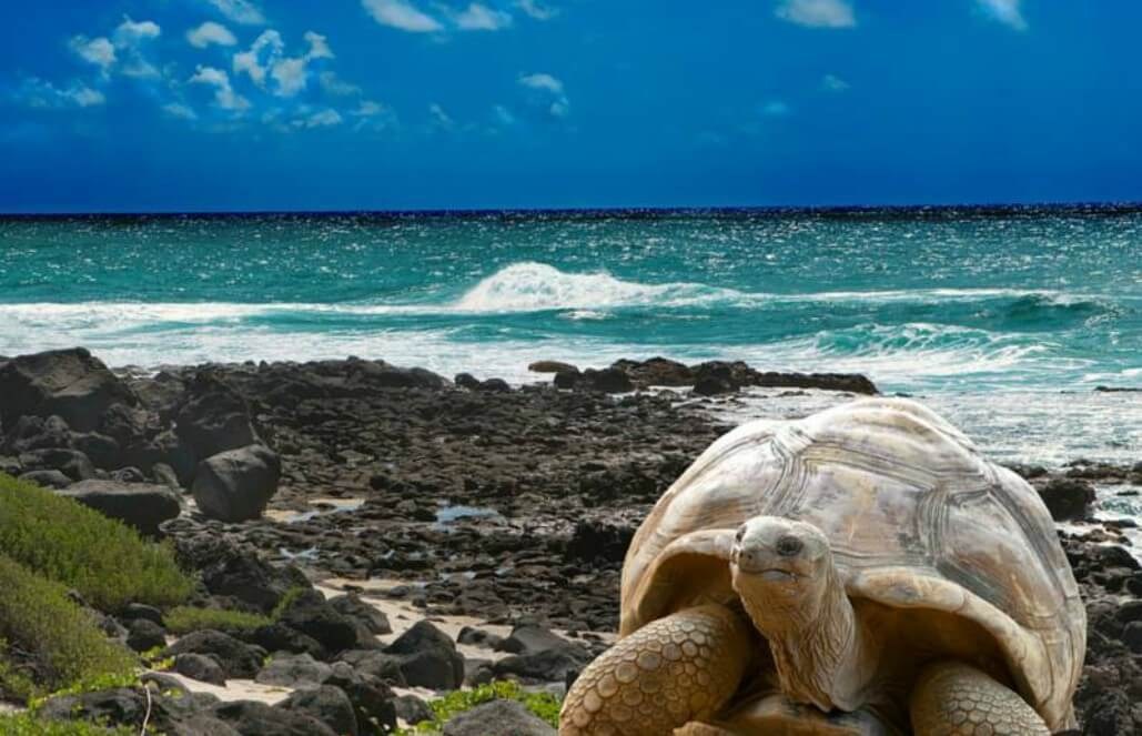 Galapagos Tortoise Beach Cove