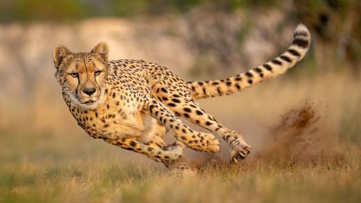 Cheetah Sprint Focus
