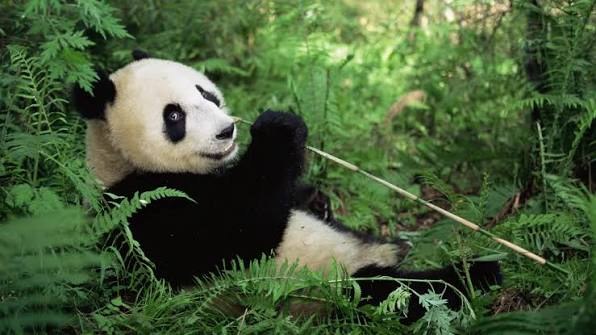 Gentle Giant Panda