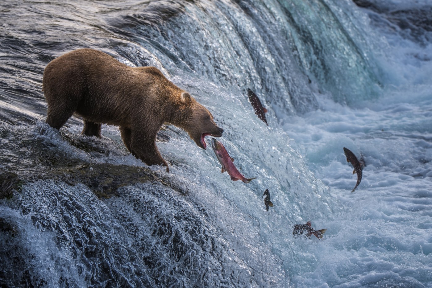 Grizzly Bear River Catch