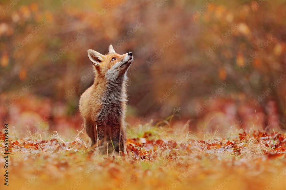 Red Fox in Autumn
