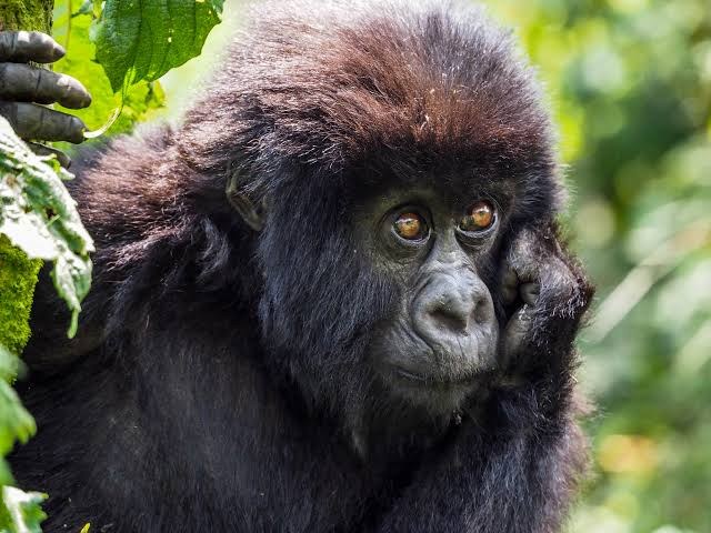 Mountain Gorilla Gaze