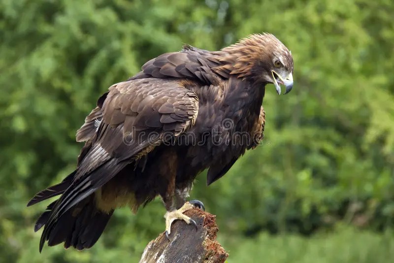 Golden Eagle Perch