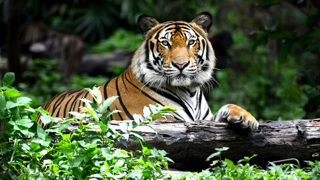 Bengal Tiger Portrait
